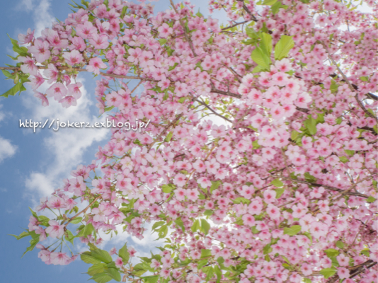 河津桜_a0157091_15112171.jpg