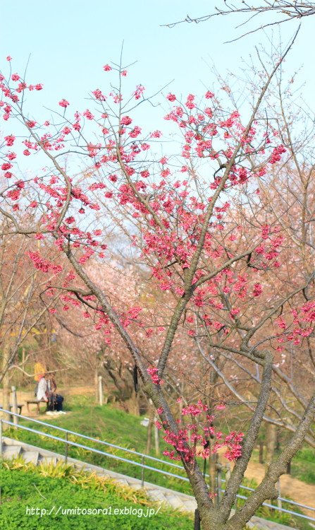 桜に出会う_b0324291_15593304.jpg