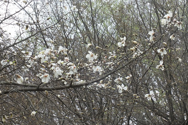 ■　春の花木　　　15.3.22　　　（ミツマタ、コブシ、キブシ）_e0070891_22522132.jpg