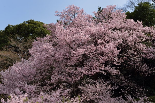 新宿御苑は桜の季節！_f0233999_19564257.jpg