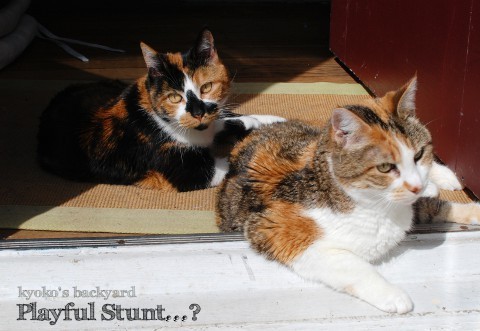 猫たちの一発芸・・・?_b0253205_02544988.jpg