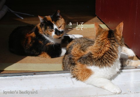 猫たちの一発芸・・・?_b0253205_02571825.jpg