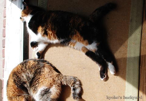 猫たちの一発芸・・・?_b0253205_02580661.jpg