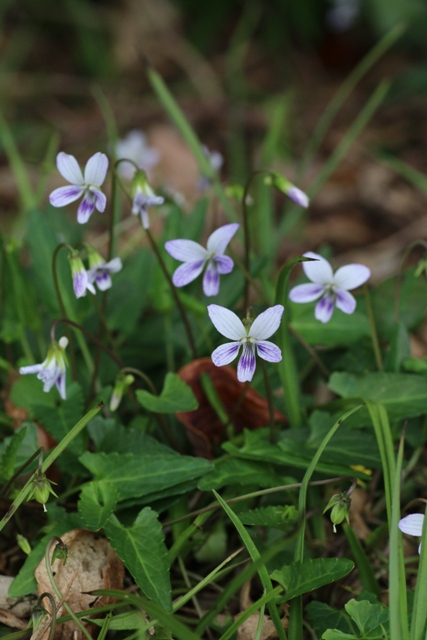 奄美大島の花々　２０１５．３．１７～１９_c0233805_16571177.jpg