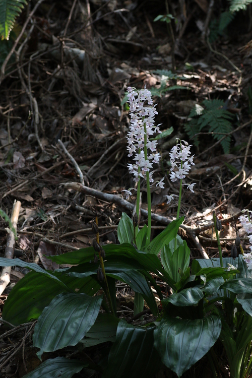 奄美大島の花々　２０１５．３．１７～１９_c0233805_17552869.jpg