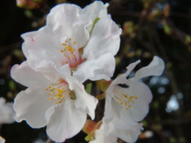 ユスラウメの花と５月の赤い実 15 3 23 徳ちゃん便り