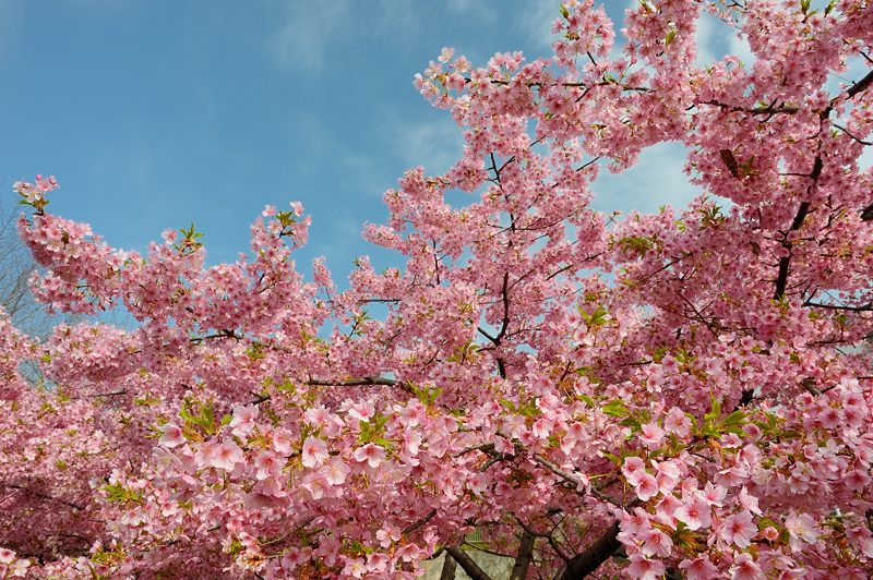 淀水路の河津桜 其の二_f0032011_19325917.jpg