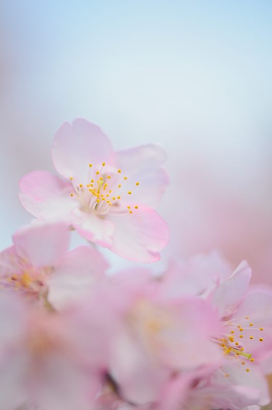淀水路の河津桜 其の二_f0032011_19342238.jpg