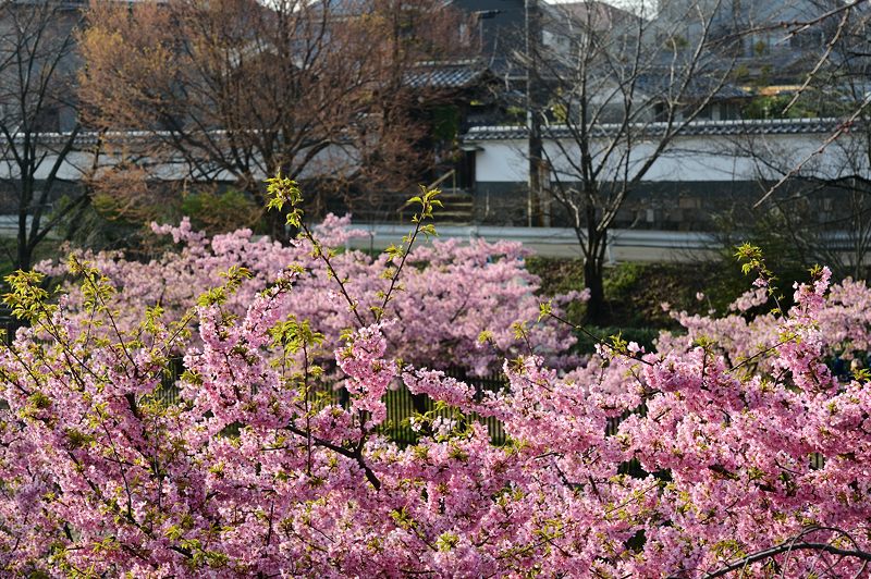 淀水路の河津桜 其の二_f0032011_19355381.jpg