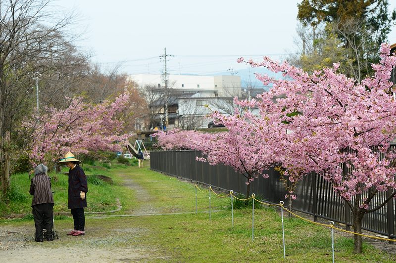 淀水路の河津桜 其の二_f0032011_1936588.jpg