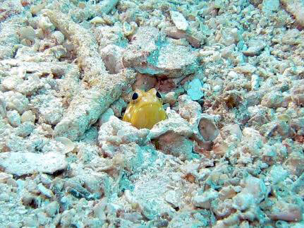 石垣島のハイパー珊瑚へ！_a0337713_19402044.jpg