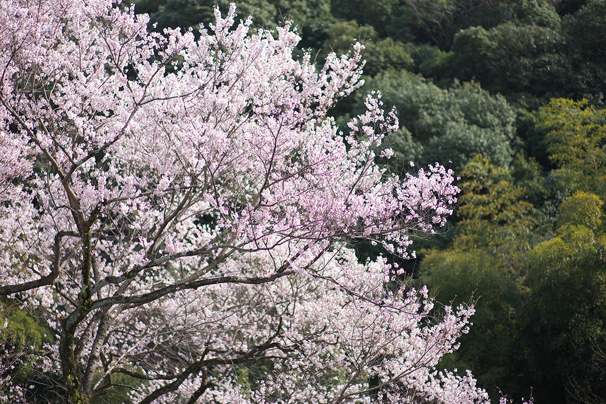 鵜飼桜2015（岐阜護國神社）_c0115616_21132642.jpg