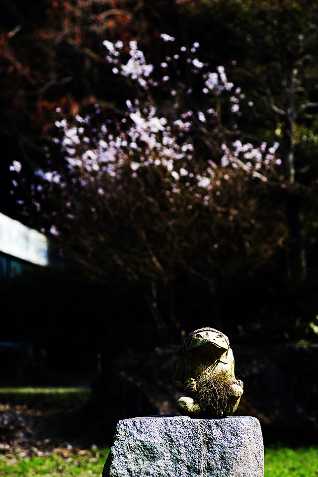 鵜飼桜2015（岐阜護國神社）_c0115616_21134717.jpg