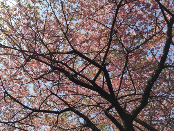 アモちプラッキングdayと日本橋の桜色ライトアップ_b0120217_19343274.jpg