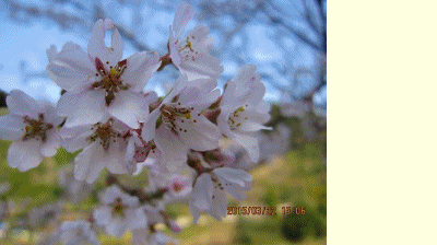c0353919_7442989.gif