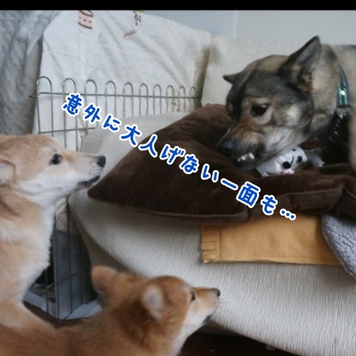 ポプラ　そして　ホスト犬の宿命_b0207320_13034251.jpg