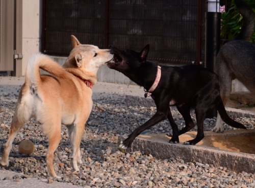 ポプラ　そして　ホスト犬の宿命_b0207320_13042285.jpg