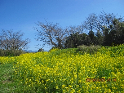 桜は？_f0193521_1945427.jpg