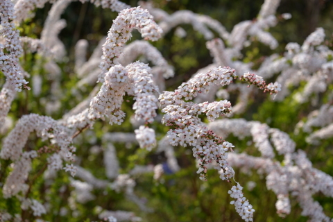 e0335926_10030234.jpg