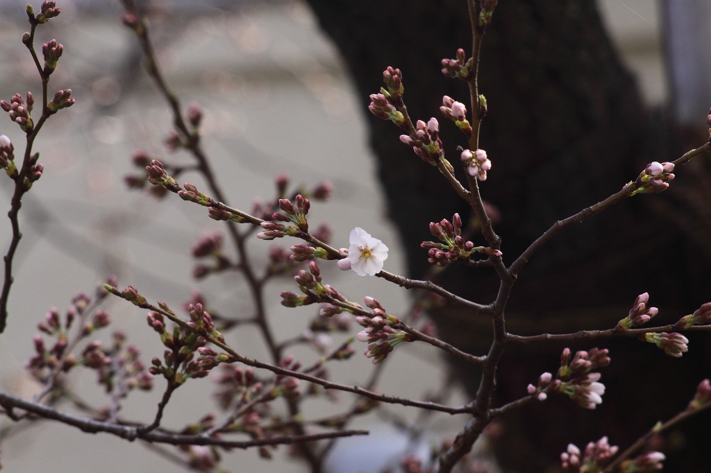 岡本南公園_f0264029_142370.jpg