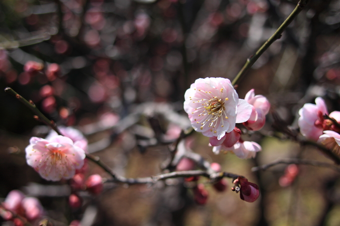 「Prunus mume」_e0136330_23353452.jpg