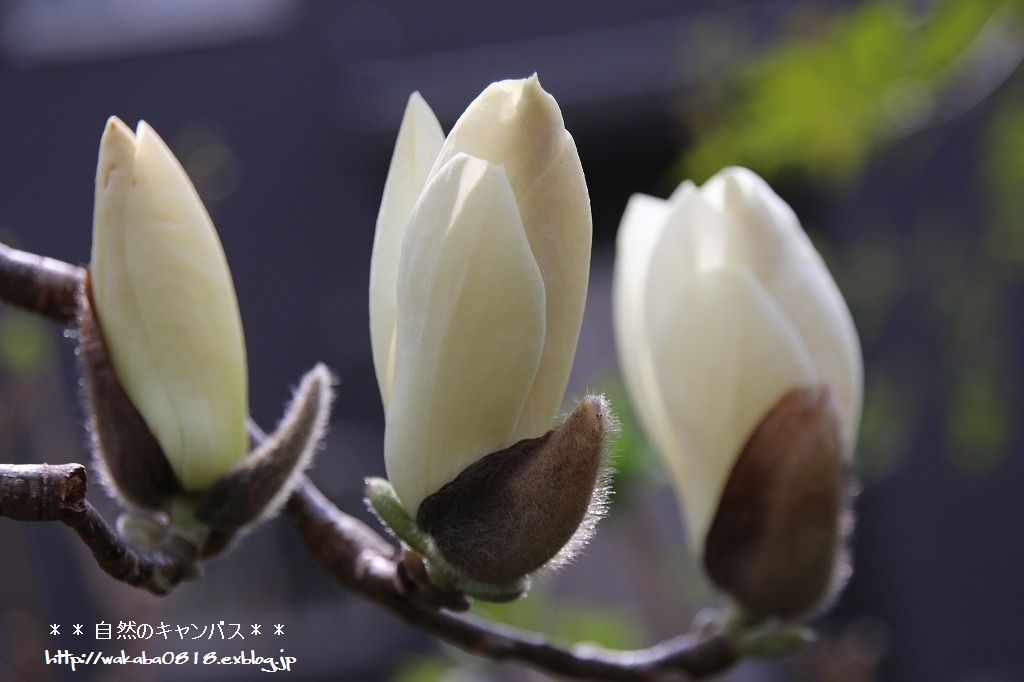 ハクレンの花のはかなさ 自然のキャンバス