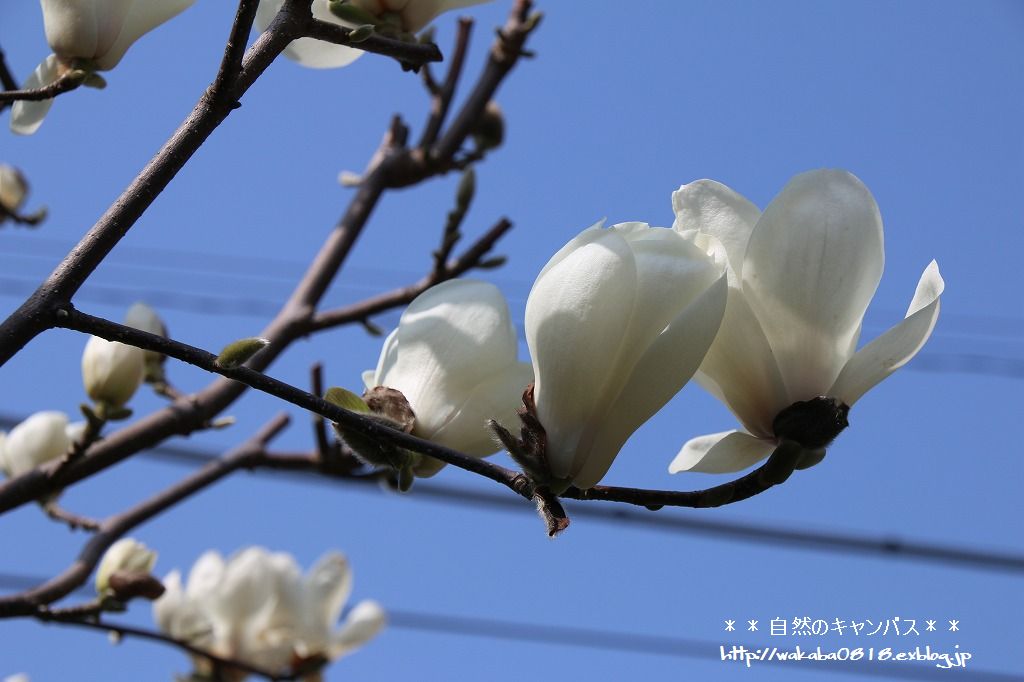 ハクレンの花のはかなさ 自然のキャンバス