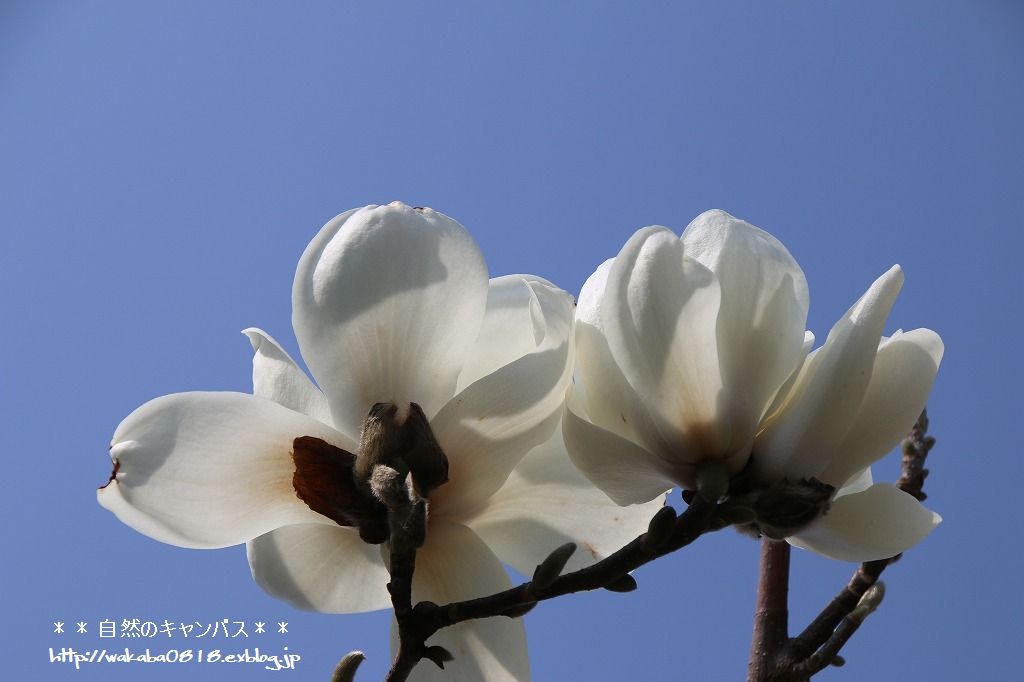 ハクレンの花のはかなさ 自然のキャンバス