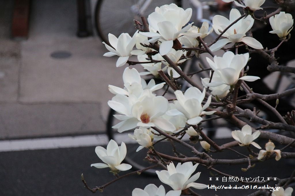 ハクレンの花のはかなさ 自然のキャンバス