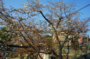 a0135840_1053373.jpg