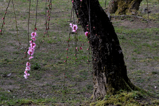 c0093046_8435570.gif
