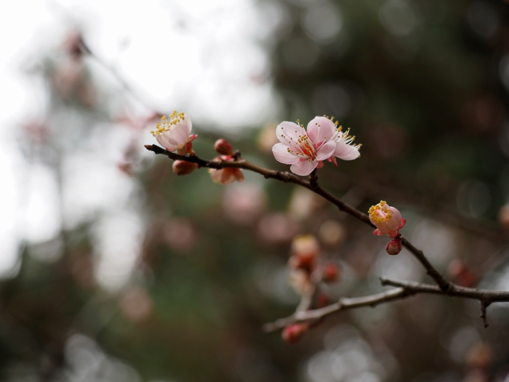 京都へ　「萬福寺」　☆_d0146247_2257174.jpg