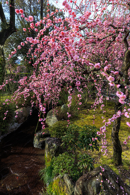 朝霧に包まれてー梅の花咲く頃 高知城の梅咲き始める 甘い香り漂う (25/02/28 17:00) - YouTube
