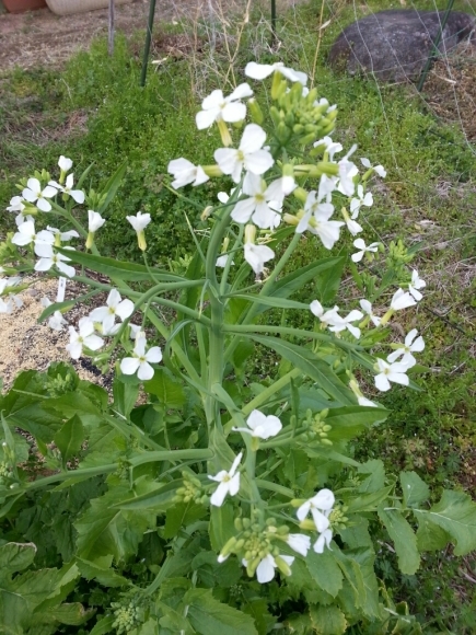 美味しそうな野の草たち♪大根の花_c0330749_23240647.jpg