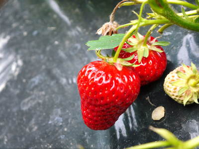 完熟紅ほっぺ 美味さを求めた完熟イチゴと安全を追求した減農薬へのこだわり_a0254656_1974020.jpg