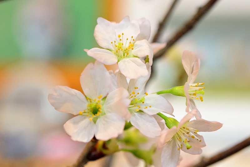 春黄金花と白梅と桜_b0319658_1730158.jpg