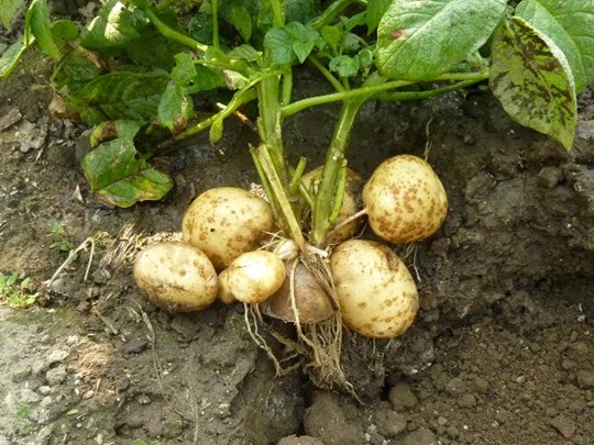 里芋 ジャガイモ芋の出来方 朝に道を聞かば 夕べに死すとも可也