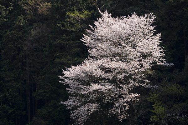 山桜咲く。_b0247880_91552100.jpg