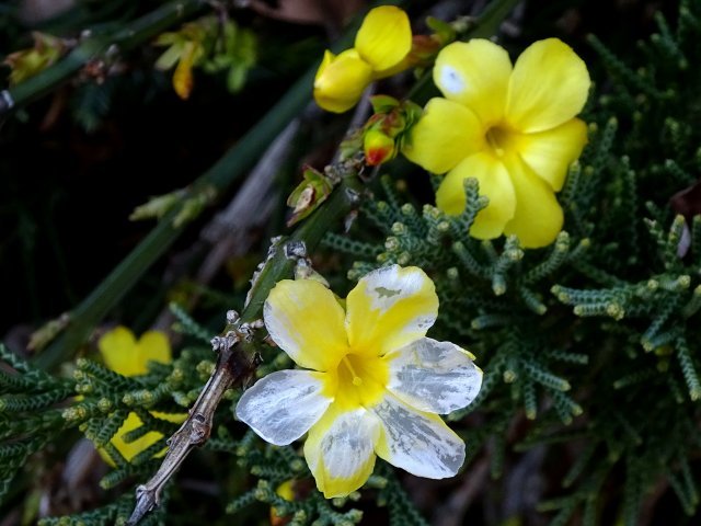 鳥類園遊歩道の花々_d0088184_21103736.jpg