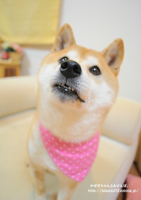 ぎんなんマン_a0126590_00500435.jpg