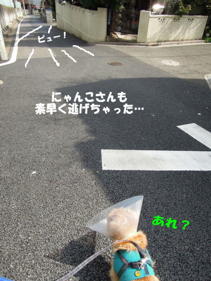 坊主負傷の為_a0157892_16142172.jpg