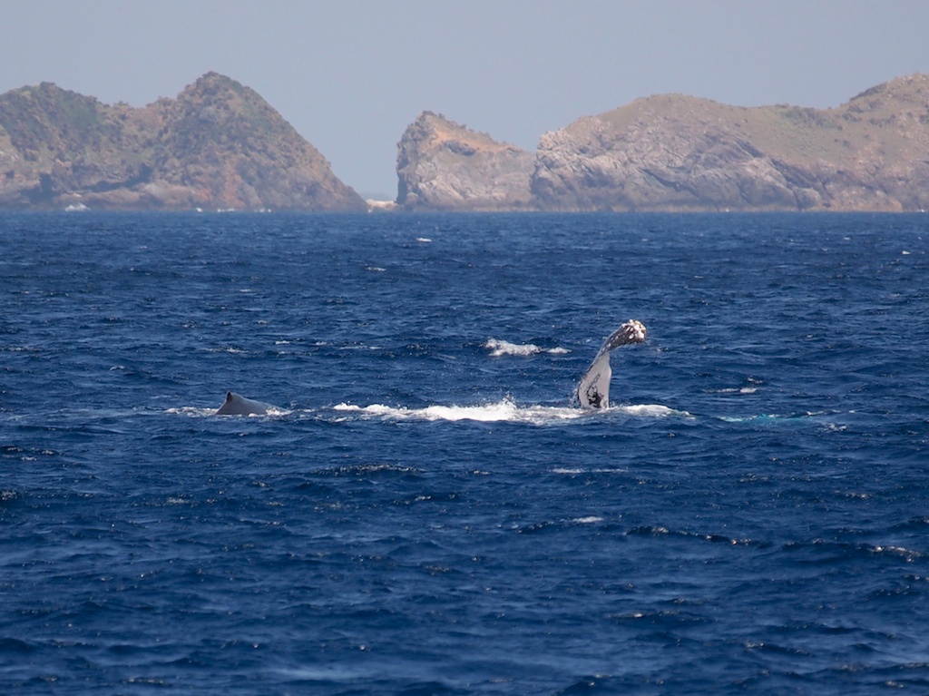 3/23 ザトウクジラ4群11頭_a0010095_21484030.jpg