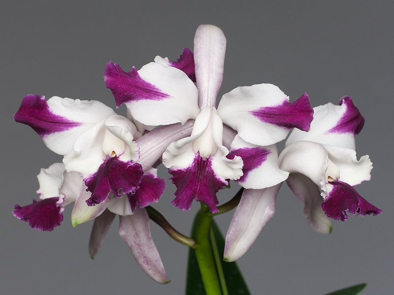 Cattleya intermedia aquinii vinicolor \'Plana\' × self その２_a0267399_1225294.jpg