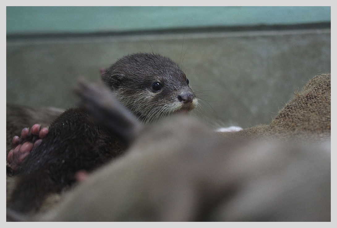 福岡・福岡市動植物園～動物園編_c0129599_21251198.jpg