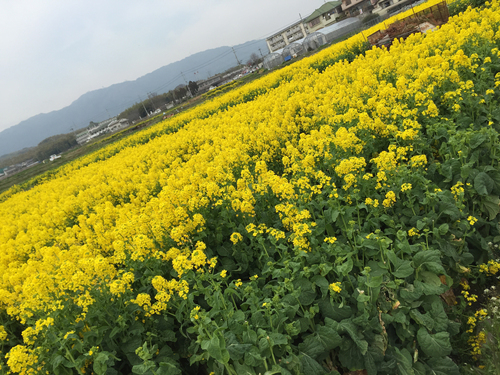 a0115906_16213117.jpg