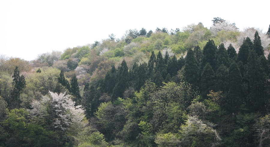 大峰山へ　２０１４年の桜_d0001008_19333281.jpg