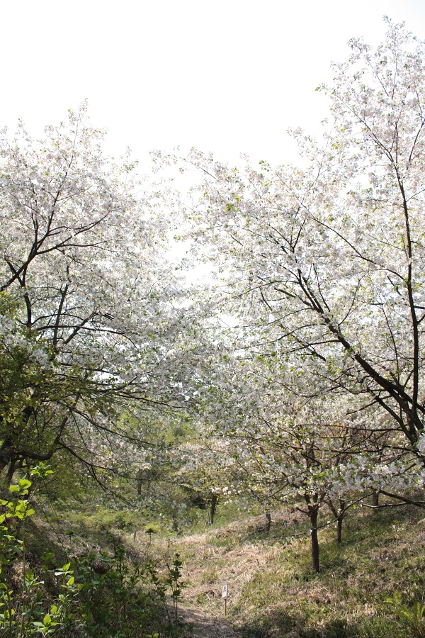 大峰山へ　２０１４年の桜_d0001008_19341615.jpg