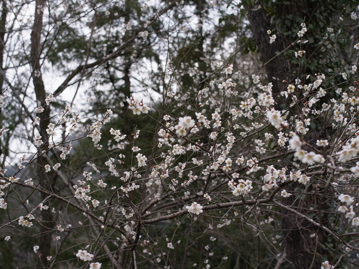 四阿屋山の花_e0276411_032276.jpg