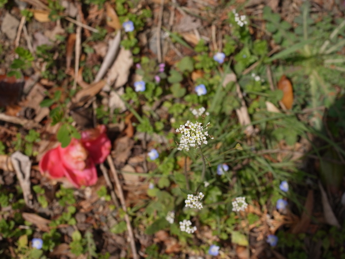 四阿屋山の花_e0276411_033886.jpg