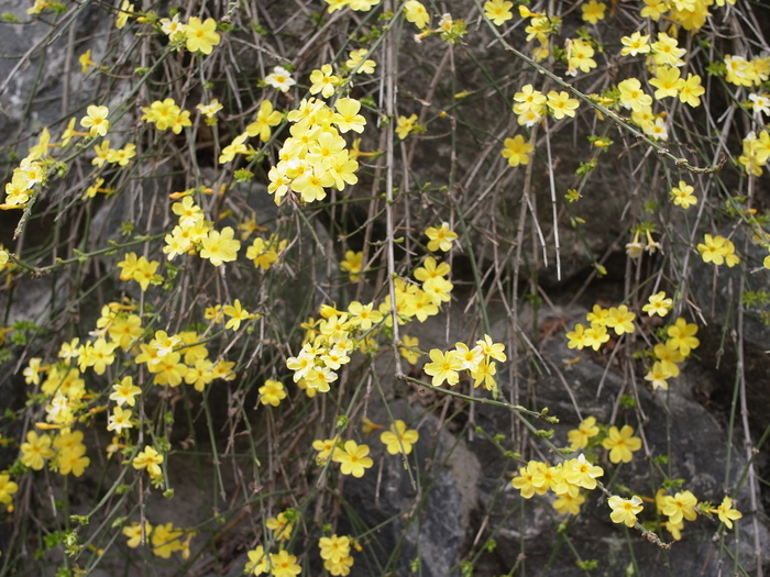 四阿屋山の花_e0276411_0444.jpg
